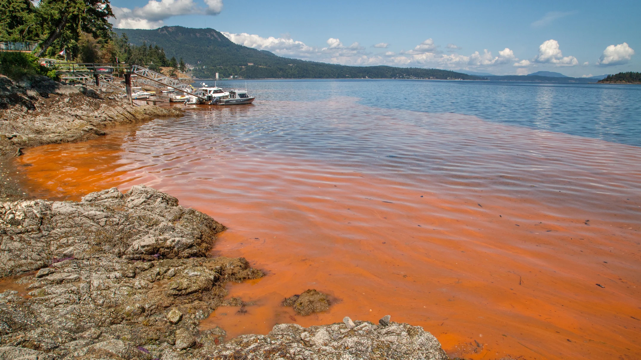 Red tide discolouration along a coastline in Victoria, British Columbia