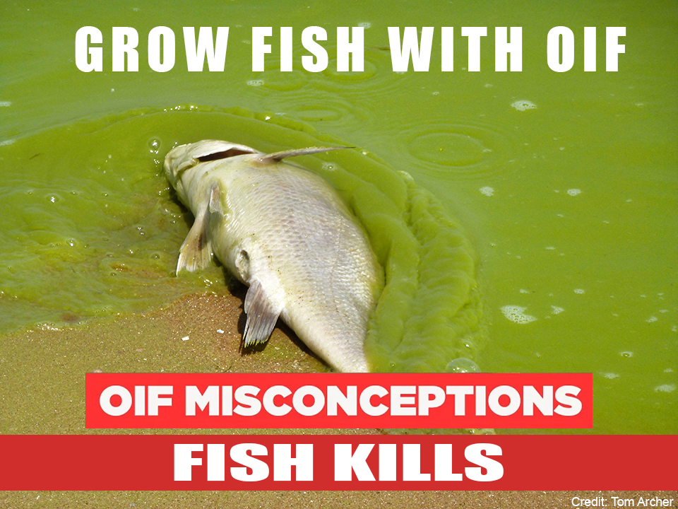 School of fish in open water