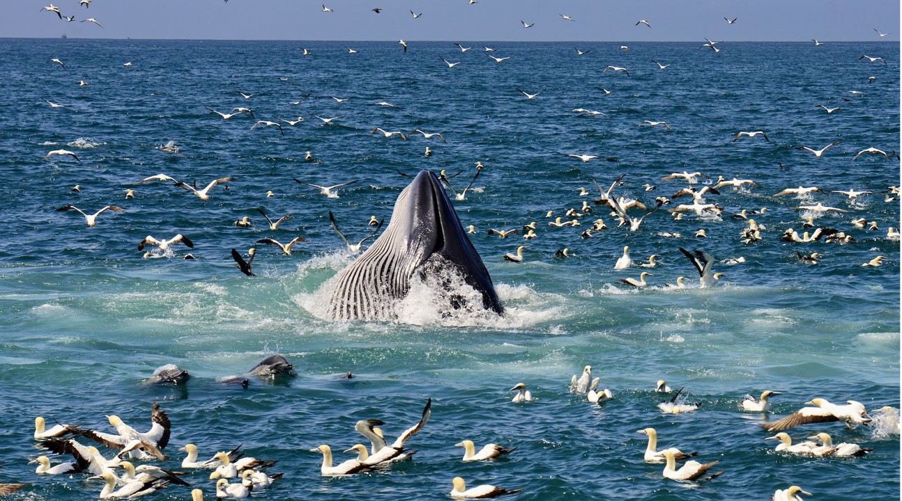 Whales and seabirds above productive waters