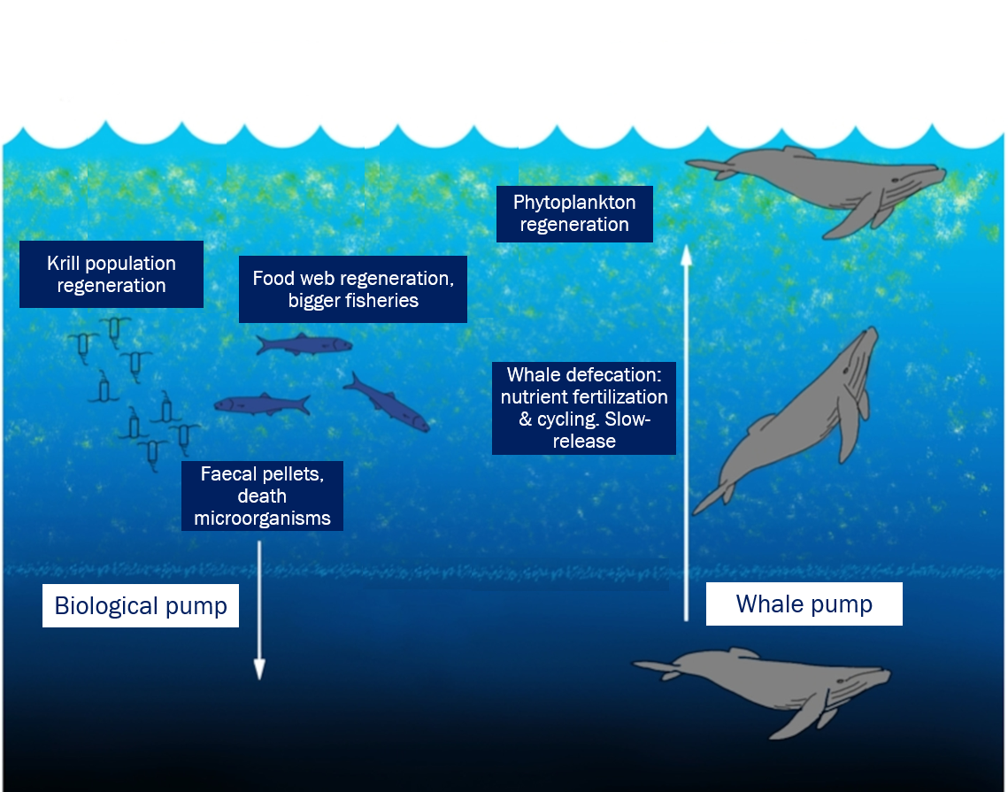 Schematic of whale pump nutrient recycling