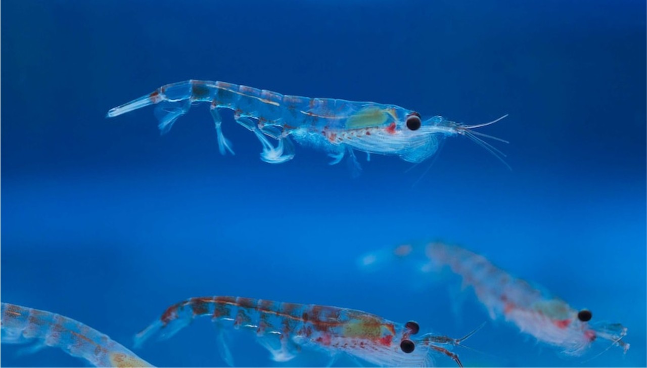 Antarctic krill (Euphausia superba)