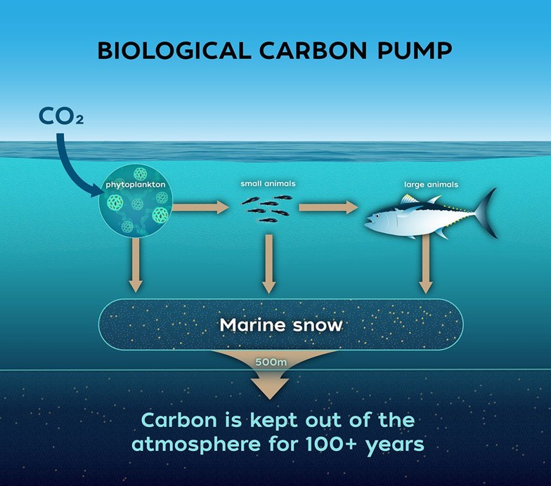 Diagram of the biological carbon pump in the ocean
