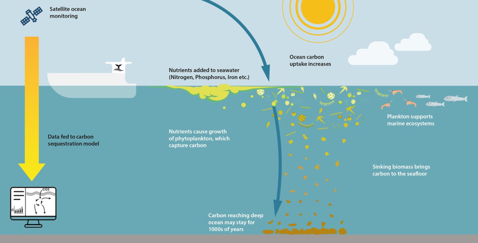 Diagram of ocean fertilization showing iron inputs, phytoplankton growth, grazing, and carbon export pathways.