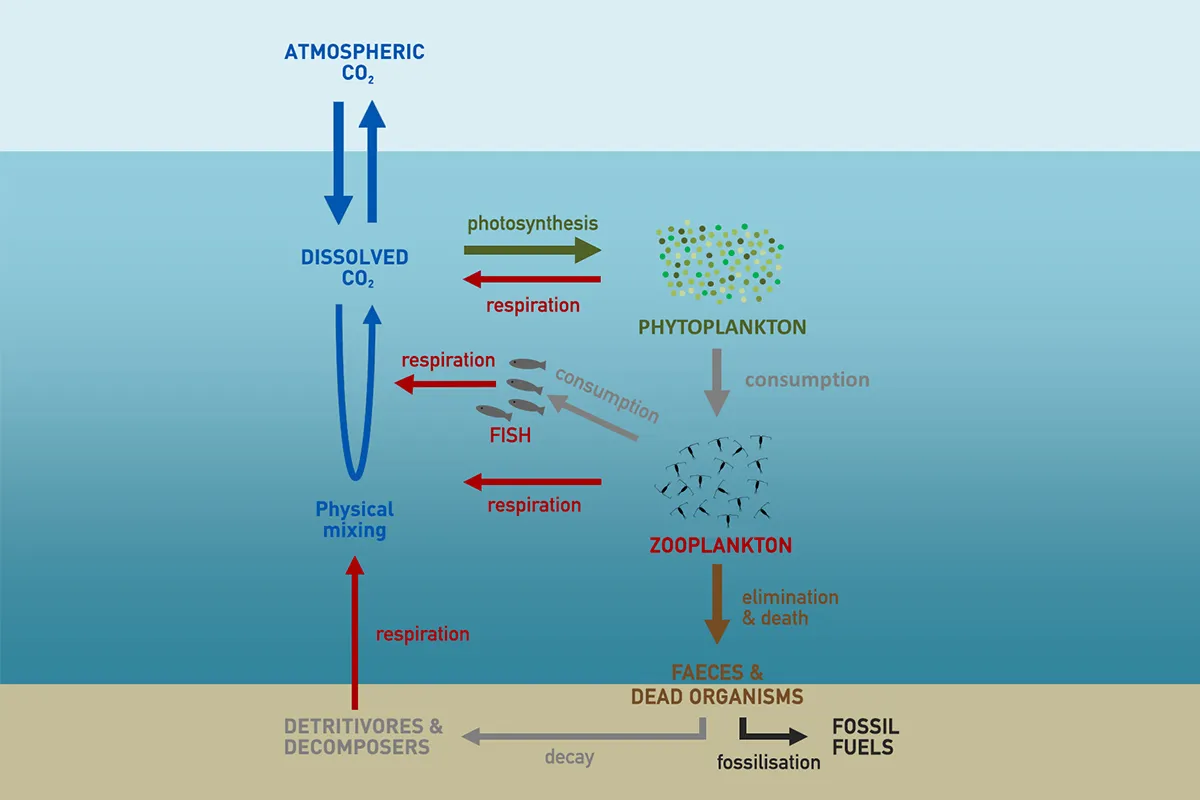Schematic of the marine carbon cycle showing surface fixation and deep-ocean export (Encounter Edu).