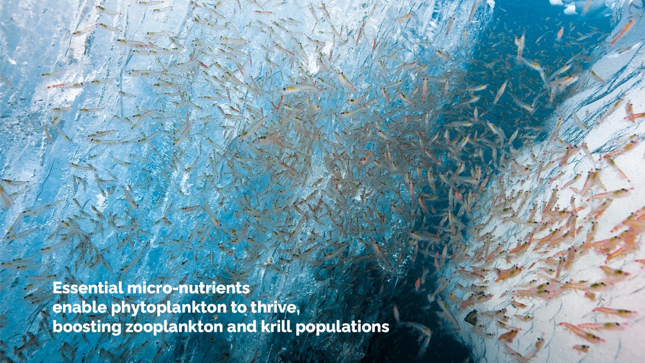 Antarctic krill close-up