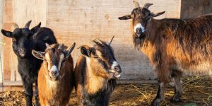 Underdeveloped countries