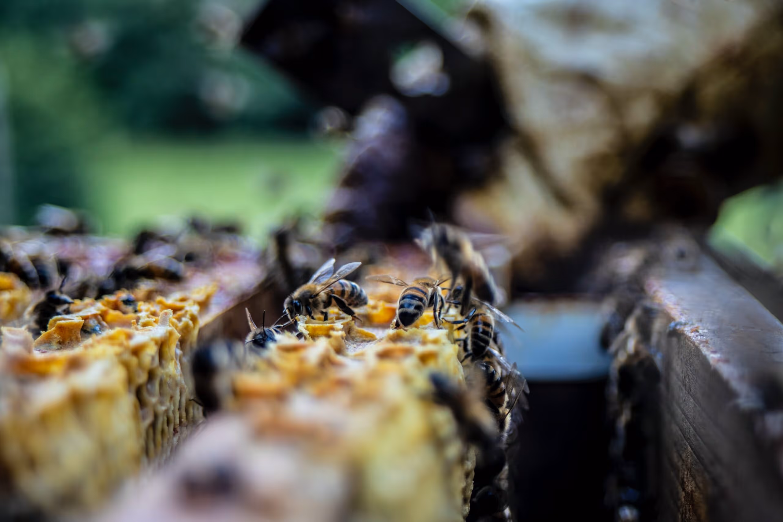 Bees coming back to bee honey house