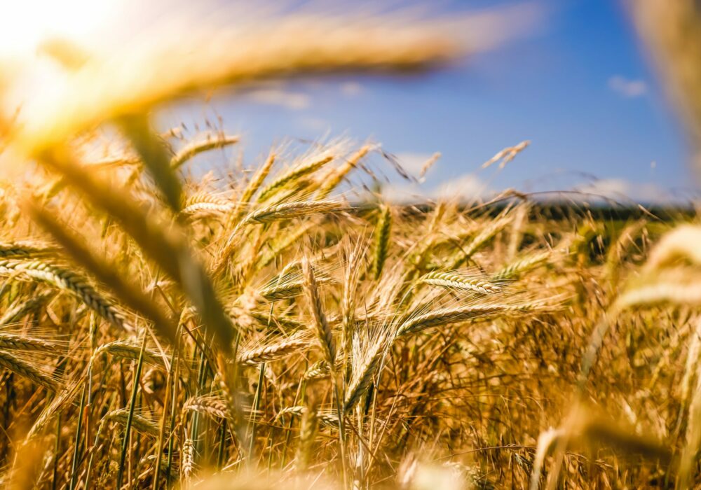 raphael-rychetsky-li9JfUHQfOY-unsplash