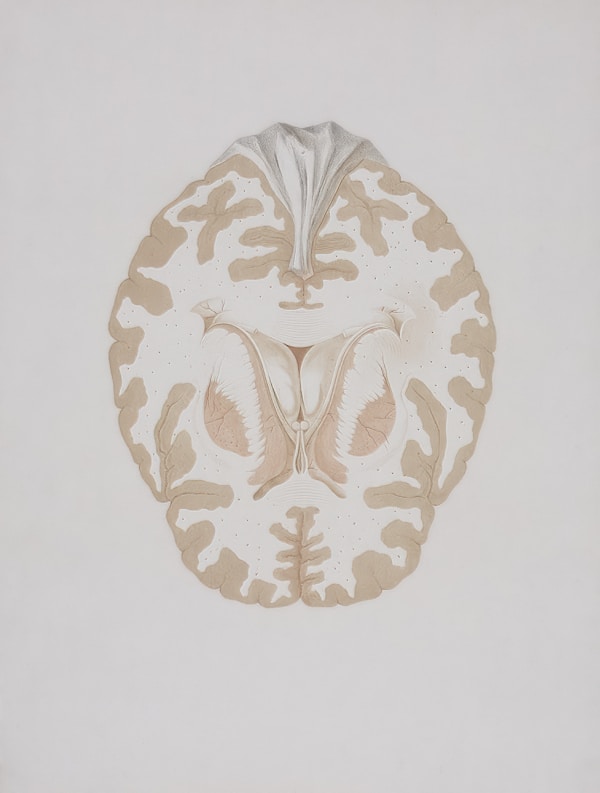Title: Section of the brain Creator: Briceau, Alexandre, (active 1770-1788) Date: 1770-1788 Providing institution: Universitaire Bibliotheken Leiden Aggregator: Dutch Collections for Europe Providing Country: Netherlands Public Domain Section of the brain by Briceau, Alexandre, (active 1770-1788) - Leiden University Libraries, Netherlands - Public Domain. https://www.europeana.eu/item/744/item_3460835