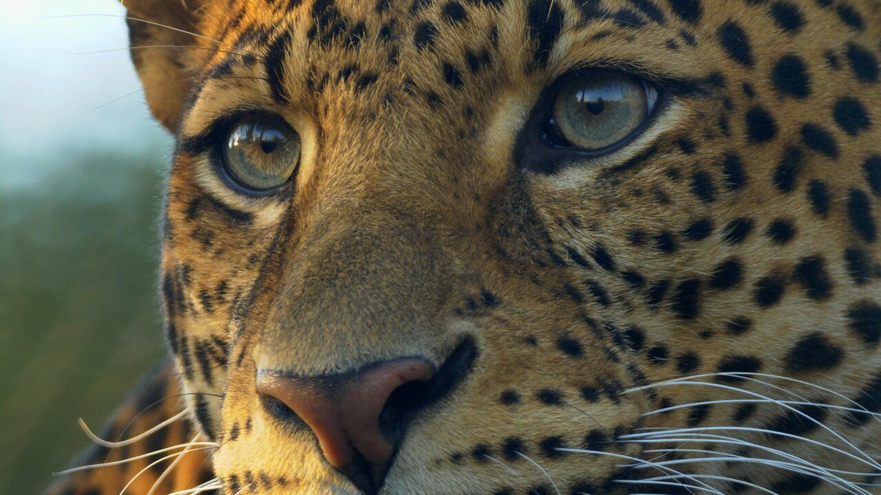 Close-up of a jaguar's face, reflecting Guyana's rich natural biodiversity
