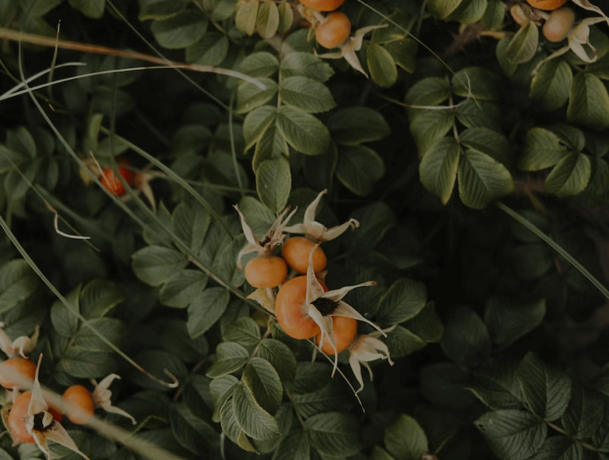 How we assisted Horizon in boosting growth during the pandemic.