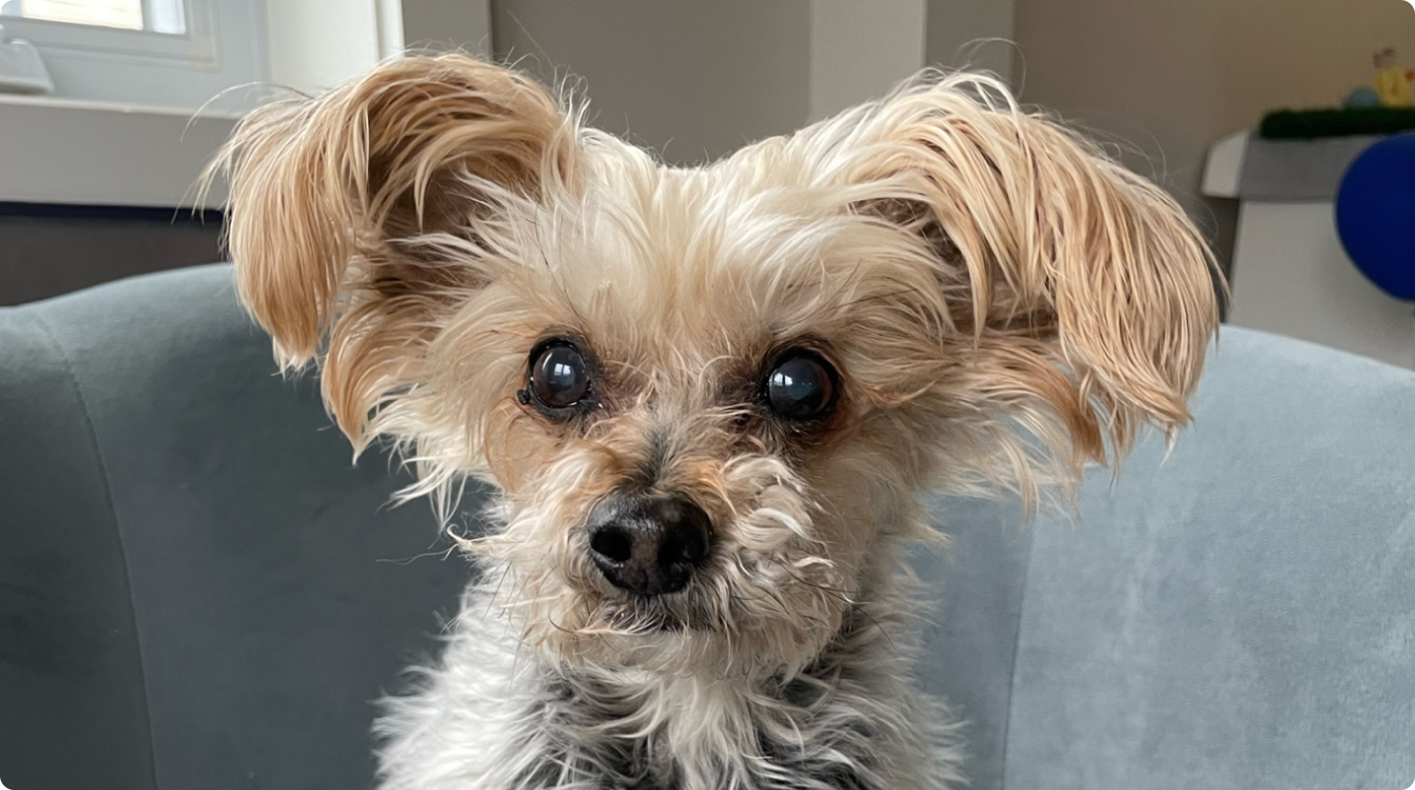 Shea - Treated by Dr. Andréa Minella