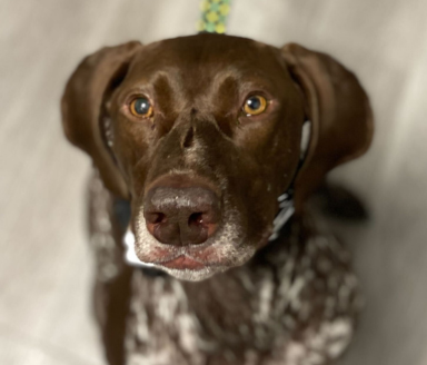 Milly - Treated by Dr. Andréa Minella