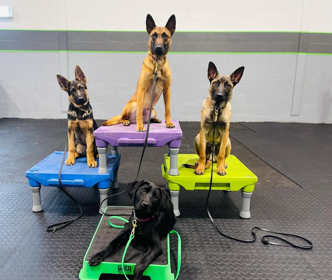 Belgian Malinois at Rocket Dog Academy