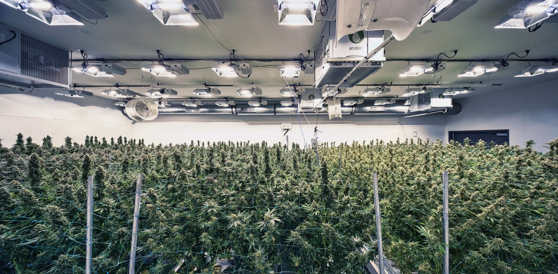 Yield revolution guide for commercial cultivation performance