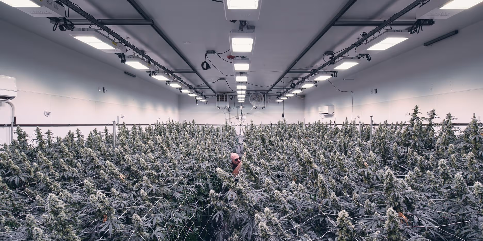 Cultivation facility filled with mature cannabis canopy beneath overhead grow lights and environmental controls