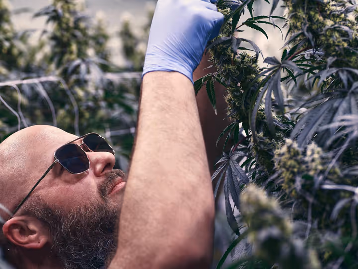 Step into the grow room