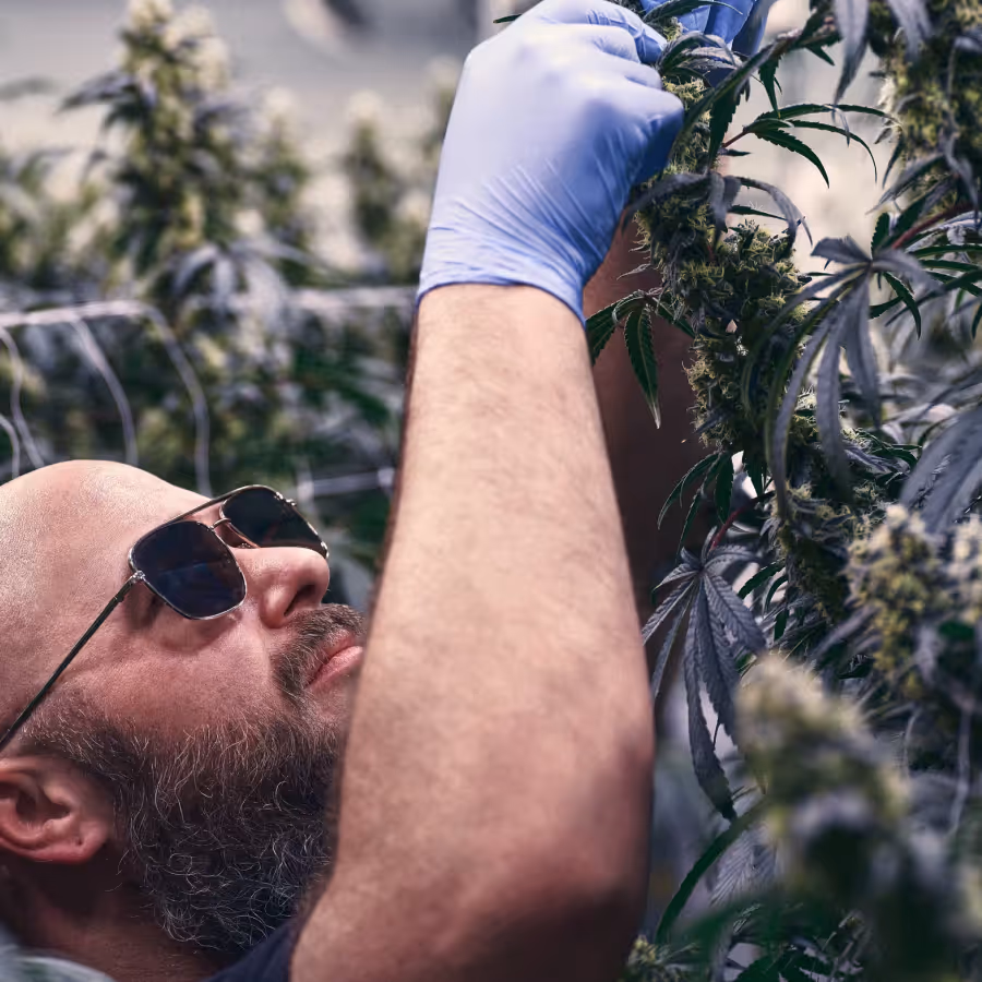 Cultivator with gloves and sunglasses examining cannabis crop inside controlled indoor grow environment