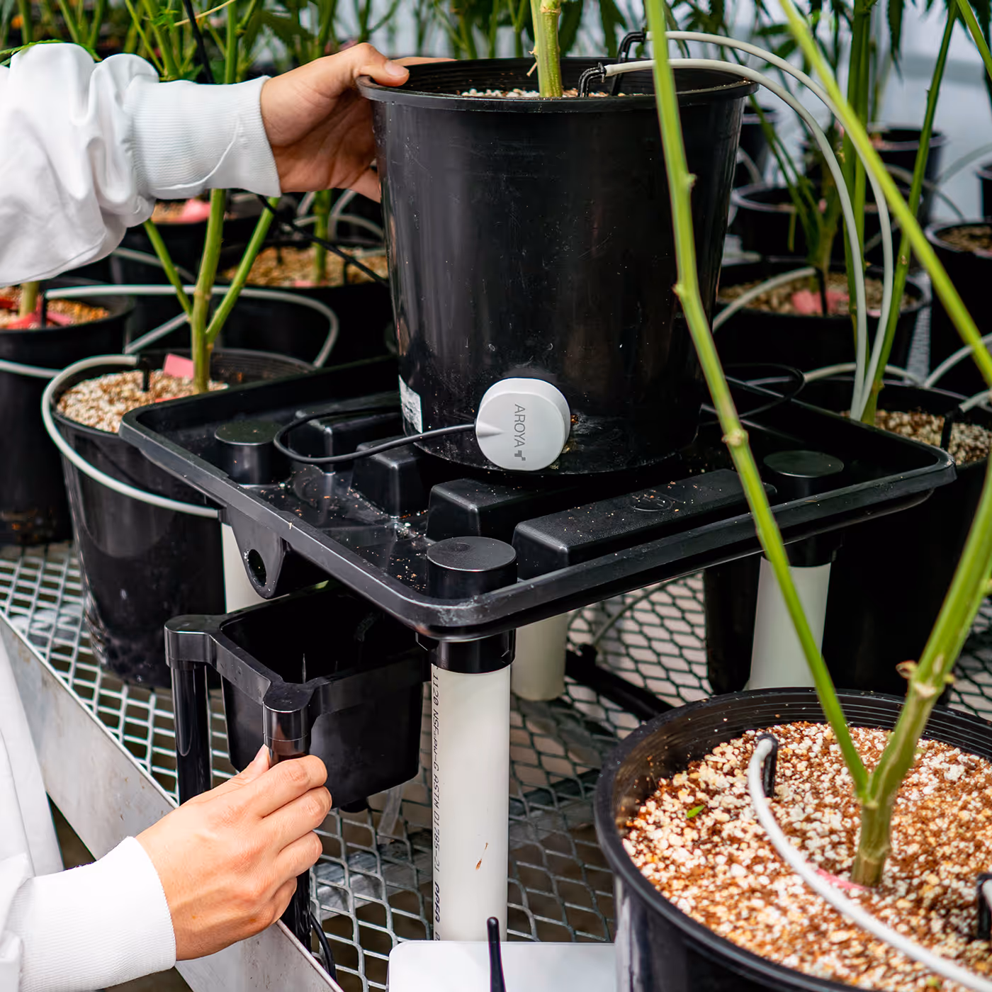 Close-up of AROYA sensor and drain tray system under potted plant, capturing excess nutrient solution in greenhouse environment