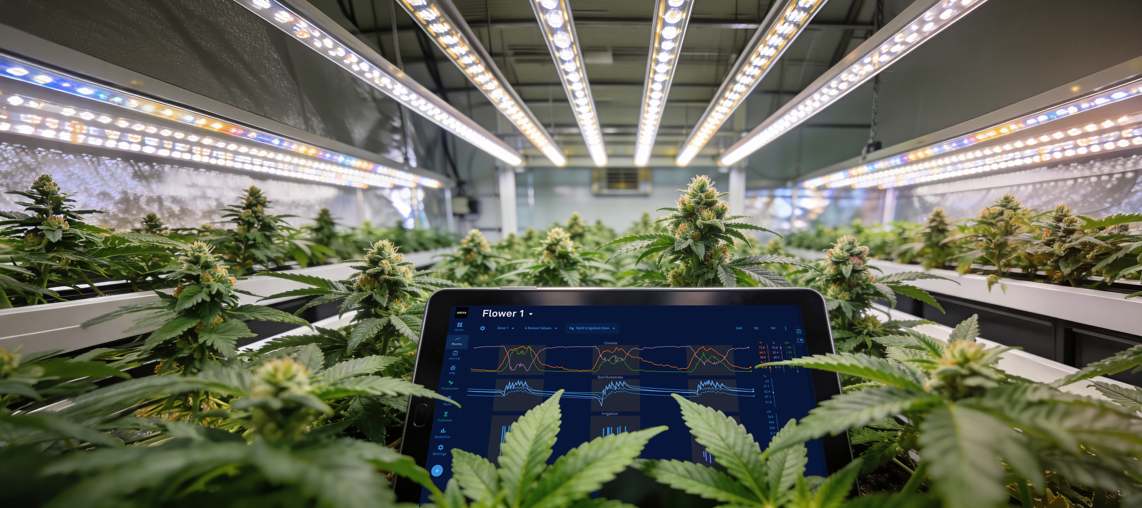 AROYA in a cannabis grow