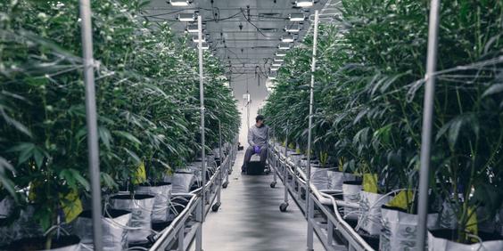 Automated greenhouses: Overcoming growers' biggest challenges