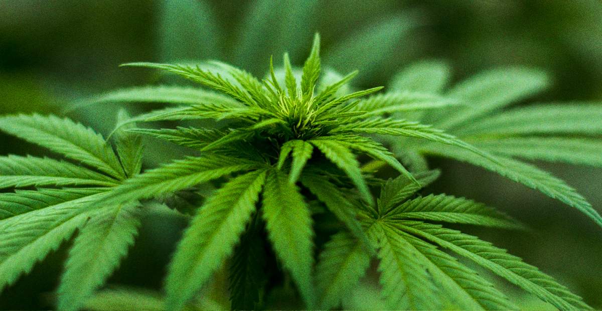 Five Predictions That Mark the End of Cannabis’ Experimental Era in 2026