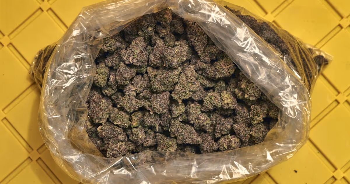 Meet the new AROYA: Cannabusiness intelligence for commercial growers