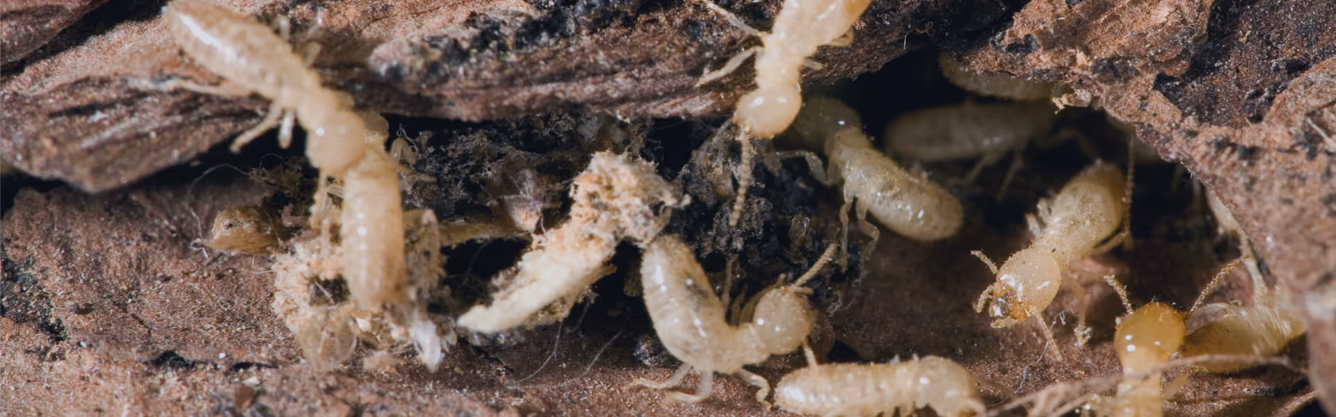 termites destroying wood