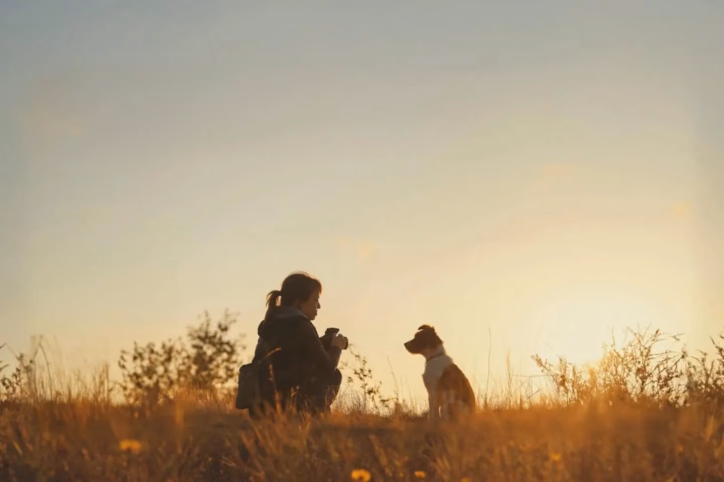 Top Animal Influencers of 2025: Pet Families & Multi-Pet Content Creators