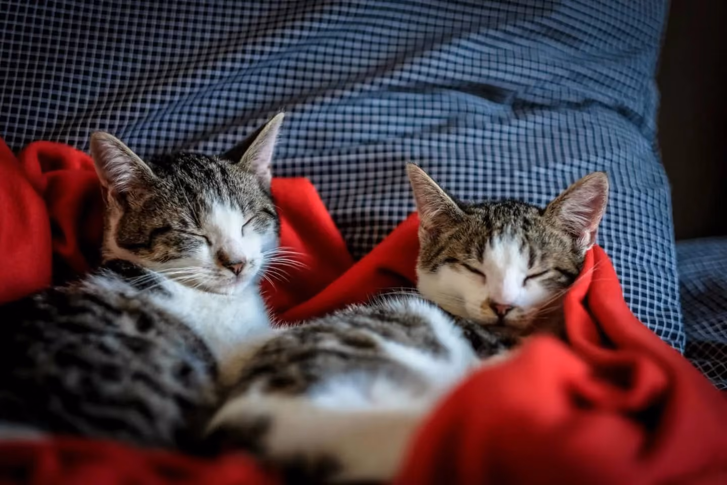 Pet Influencers