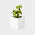 Plants - Shopkeeper X Webflow Template