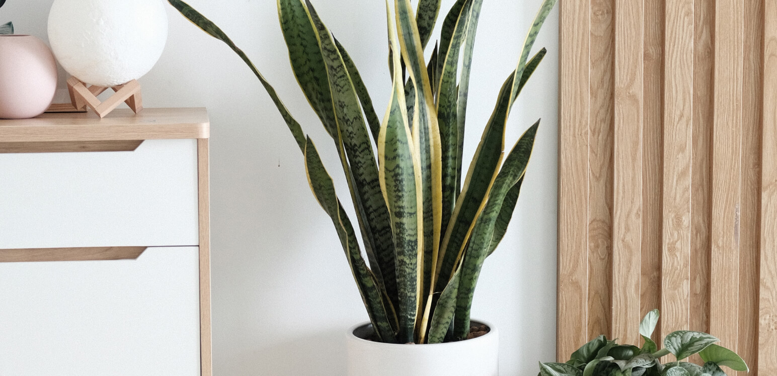 Plant - Shopkeeper X Webflow Template