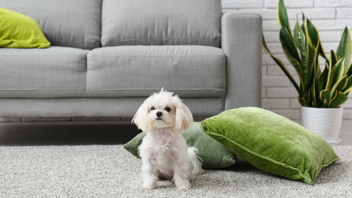 Types of Carpet Texture – What’s the Difference?