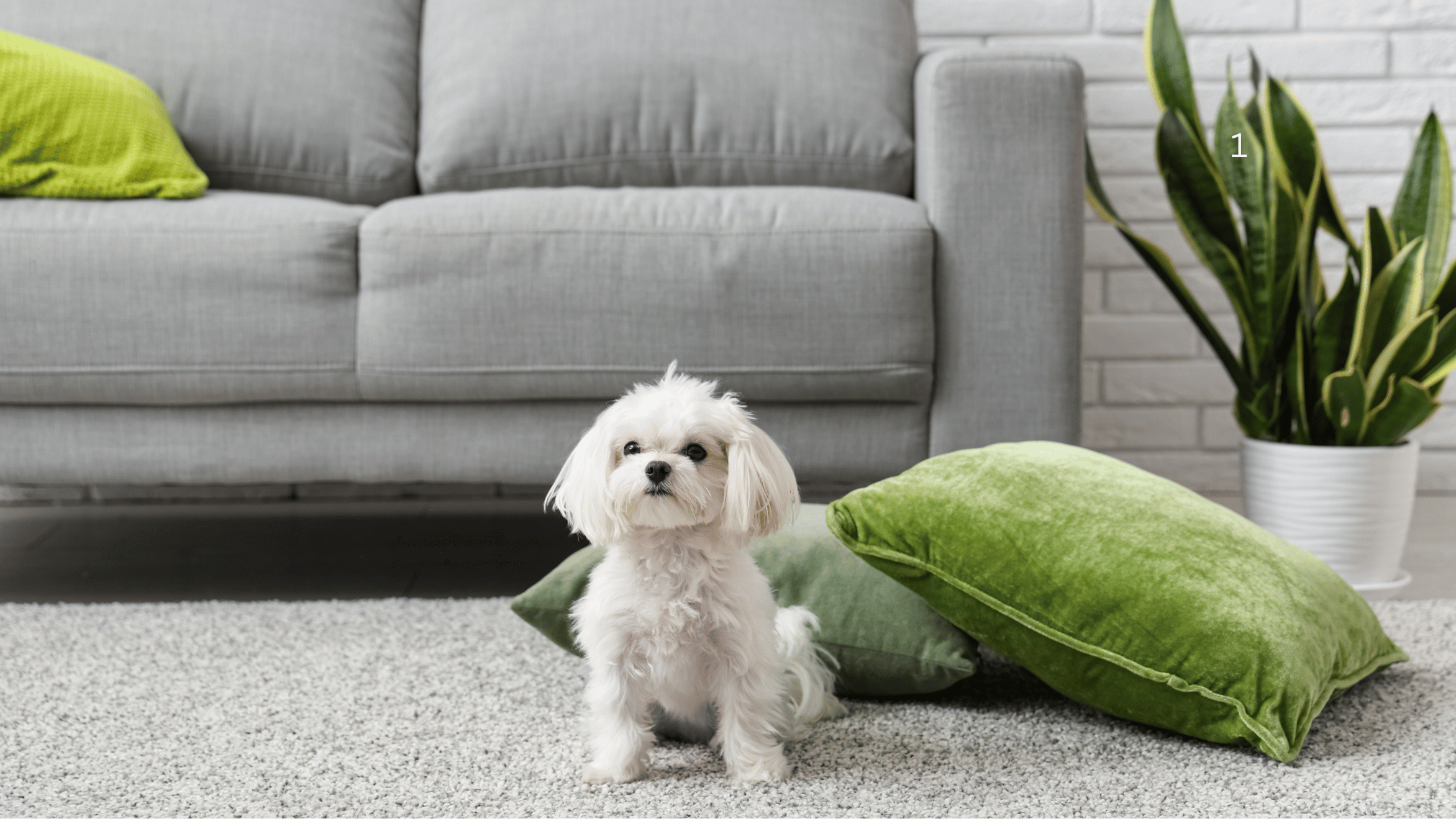 Types of Carpet Texture – What’s the Difference?