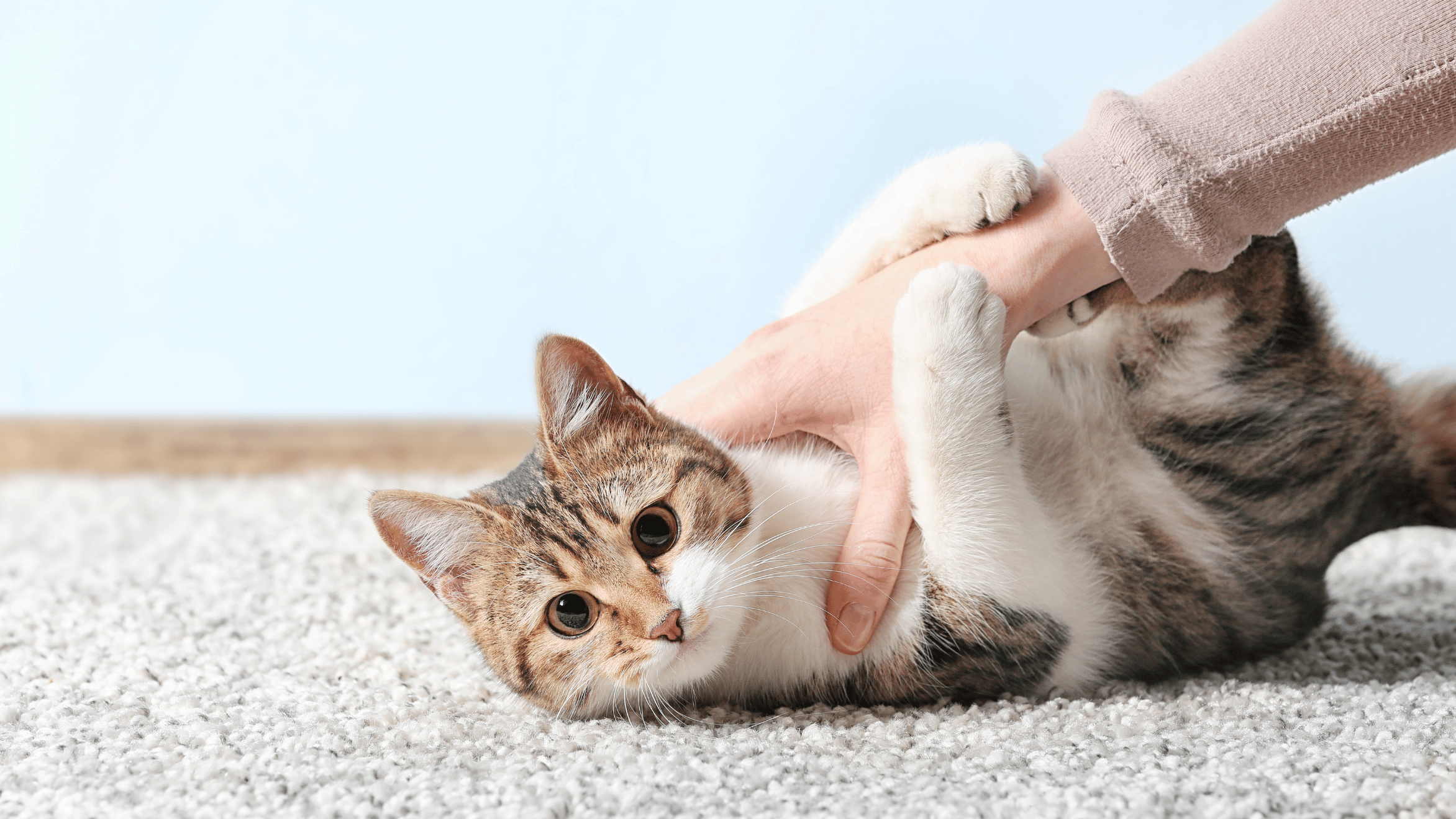Carpet Tips and Tricks for Cat Owners