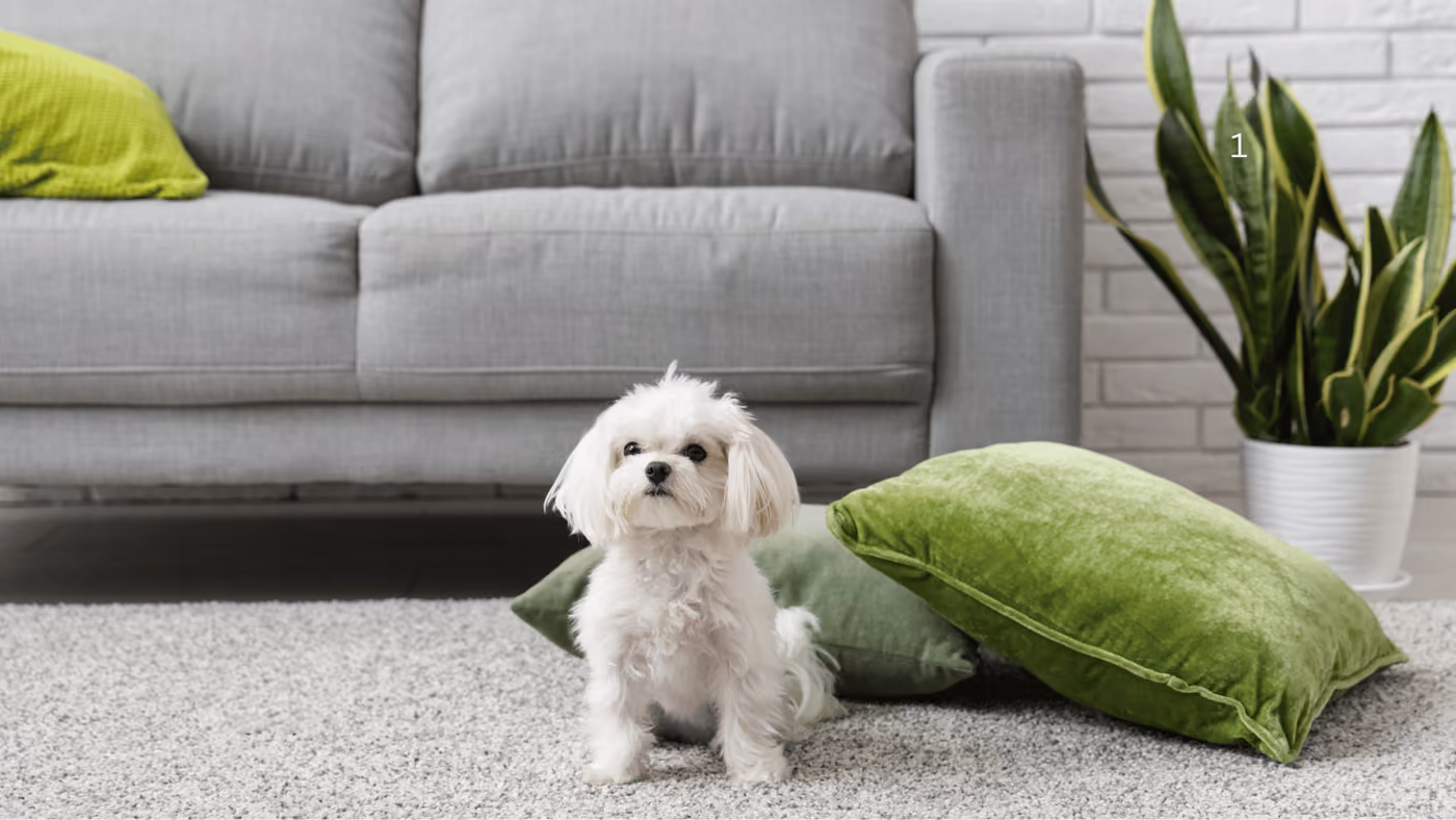 Types of Carpet Texture – What's the Difference?
