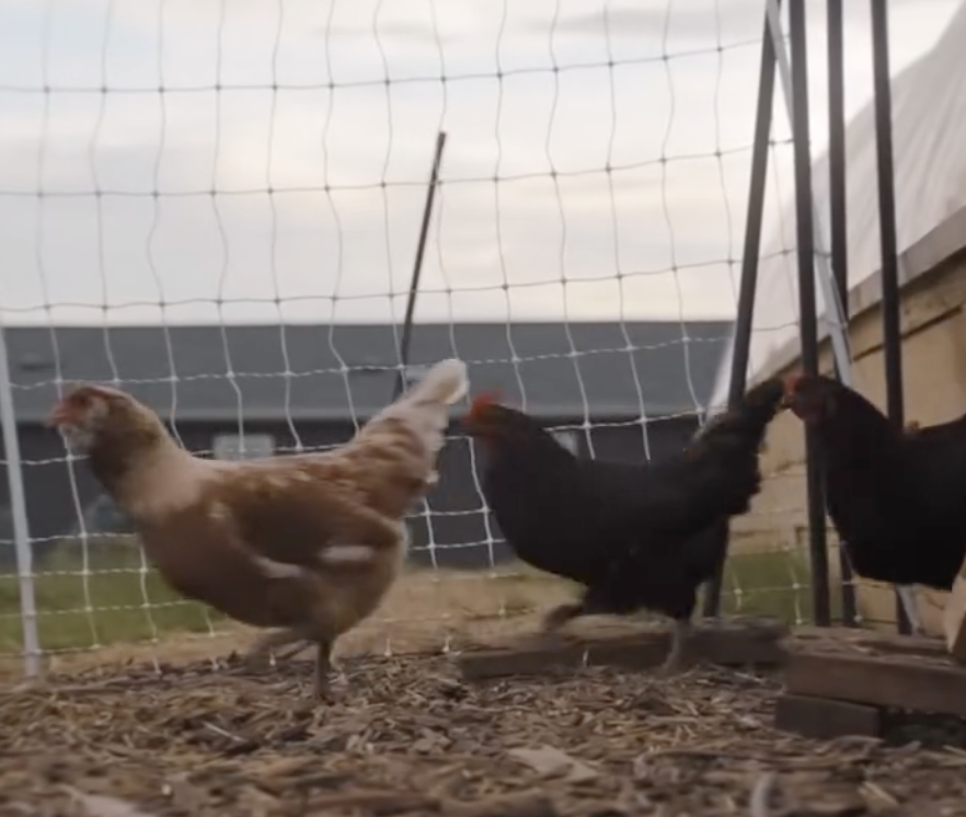 Three chickens, one brown and two black, standing on wood chips near a wire fence and a shelter outdoors.