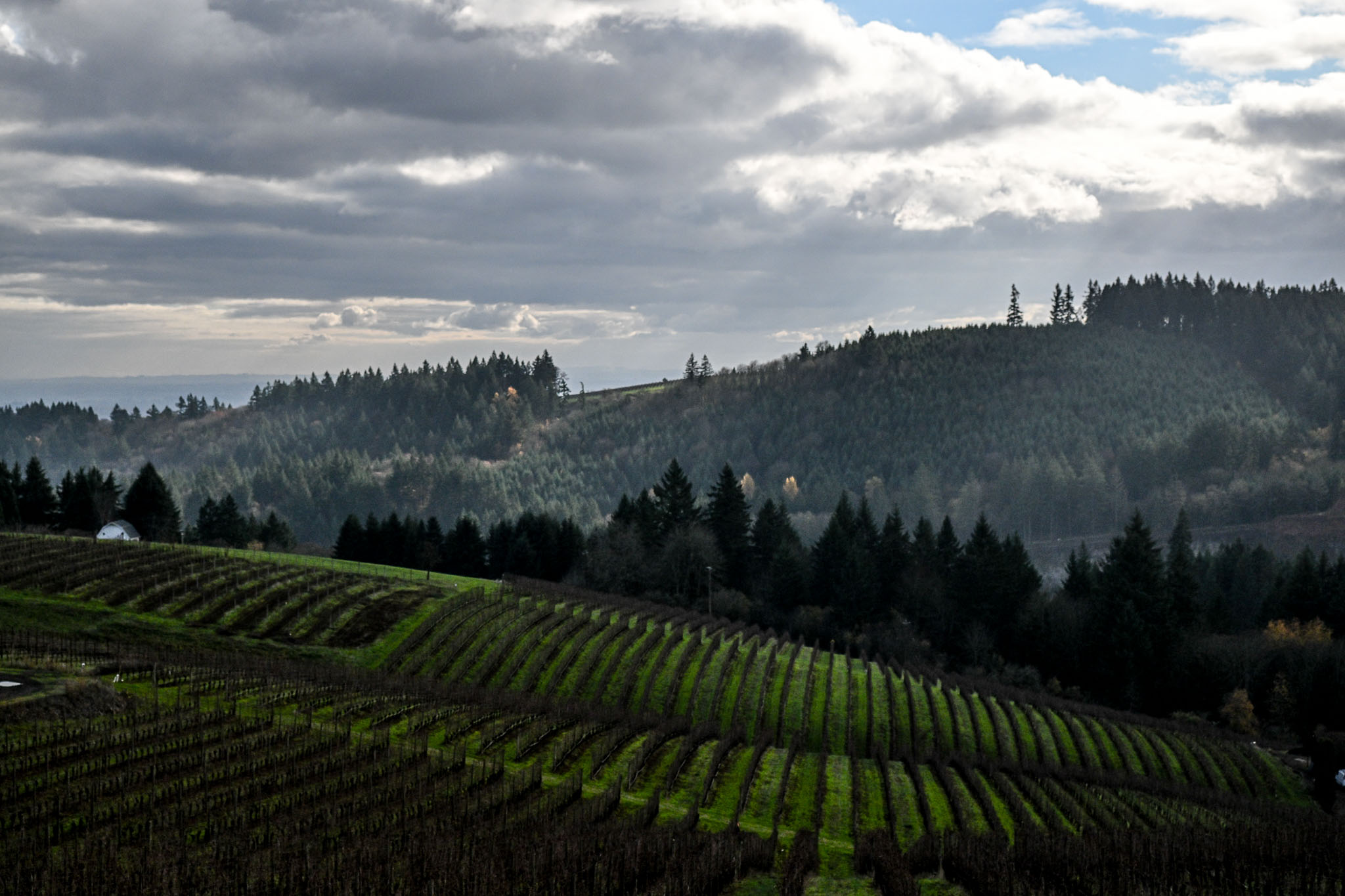 Curving vineyard rows climbing toward forested Dundee Hills ridgelines above LucidWild