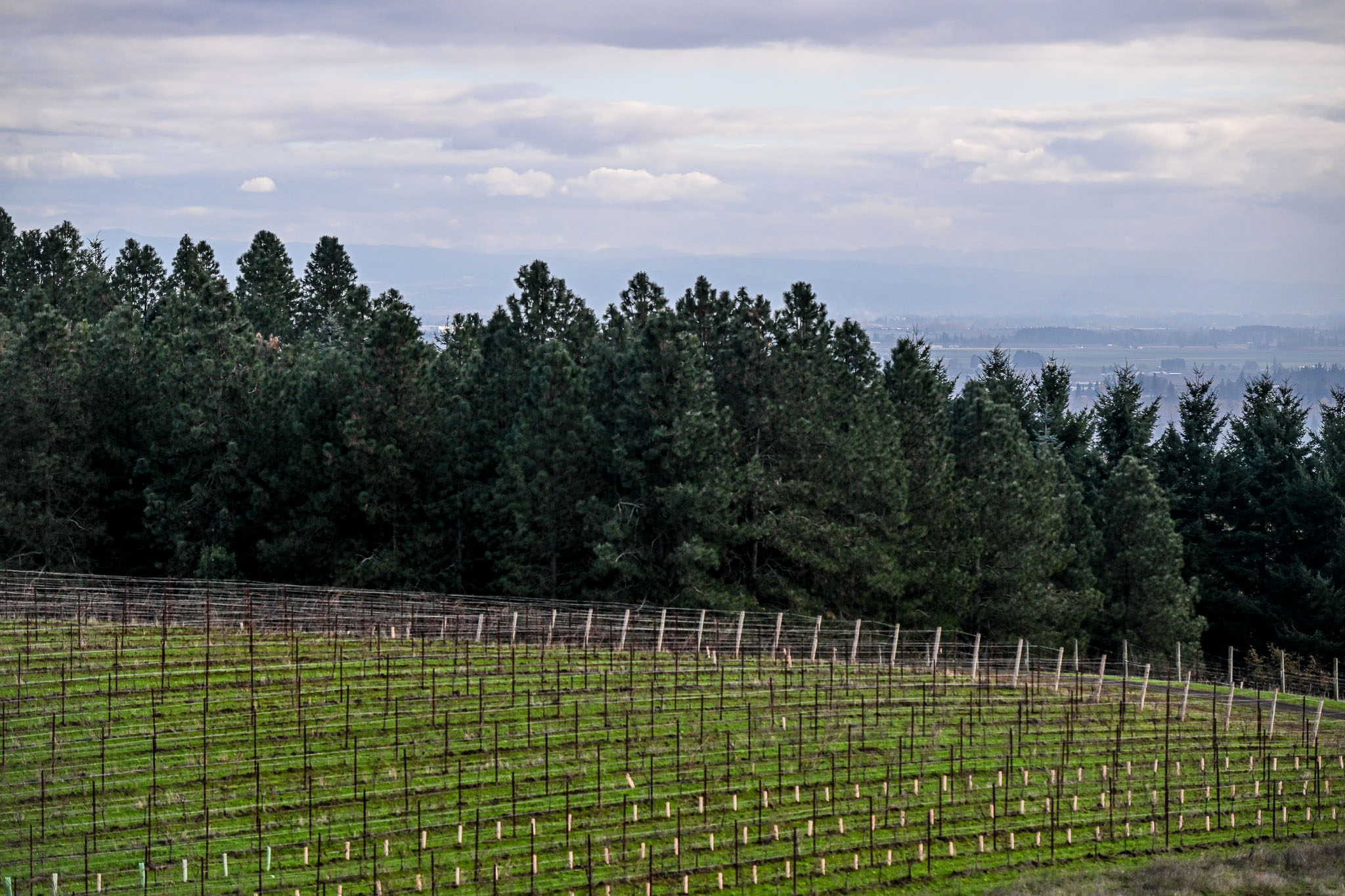 Young staked vines leading toward a conifer tree line above the hazy Willamette Valley