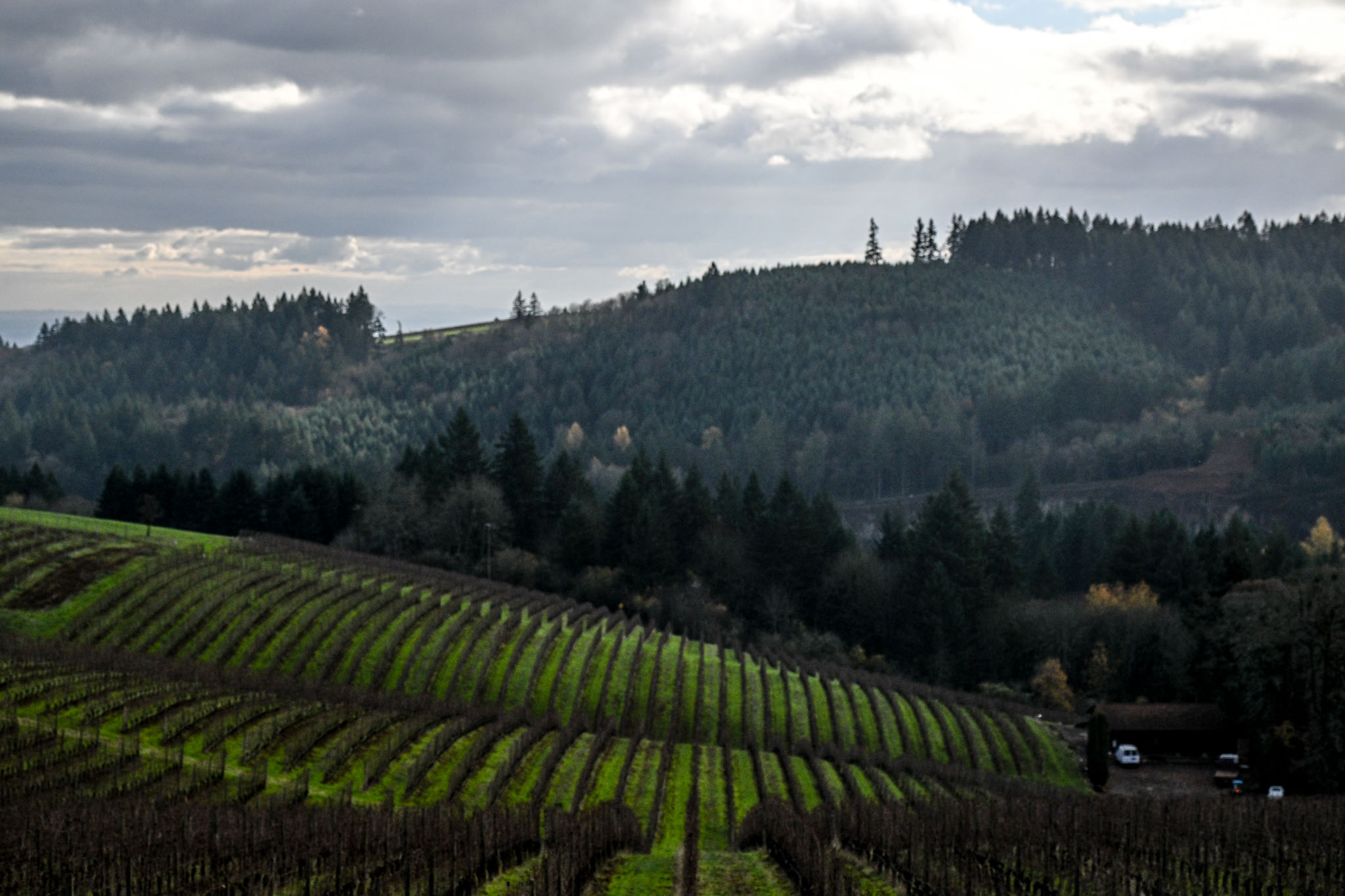 Dormant vineyard rows sweeping toward forested Dundee Hills slopes near LucidWild Estate