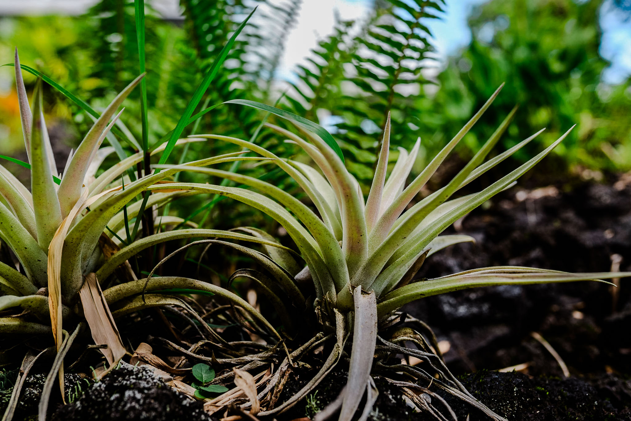 Bromeliads planted directly into black lava cinder