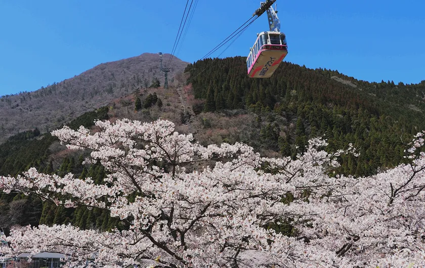満開の桜と山間を行き交うロープウェイの風景