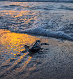 Baby sea turtle crawling on wet sand toward the ocean, reflecting golden sunlight during sunset.