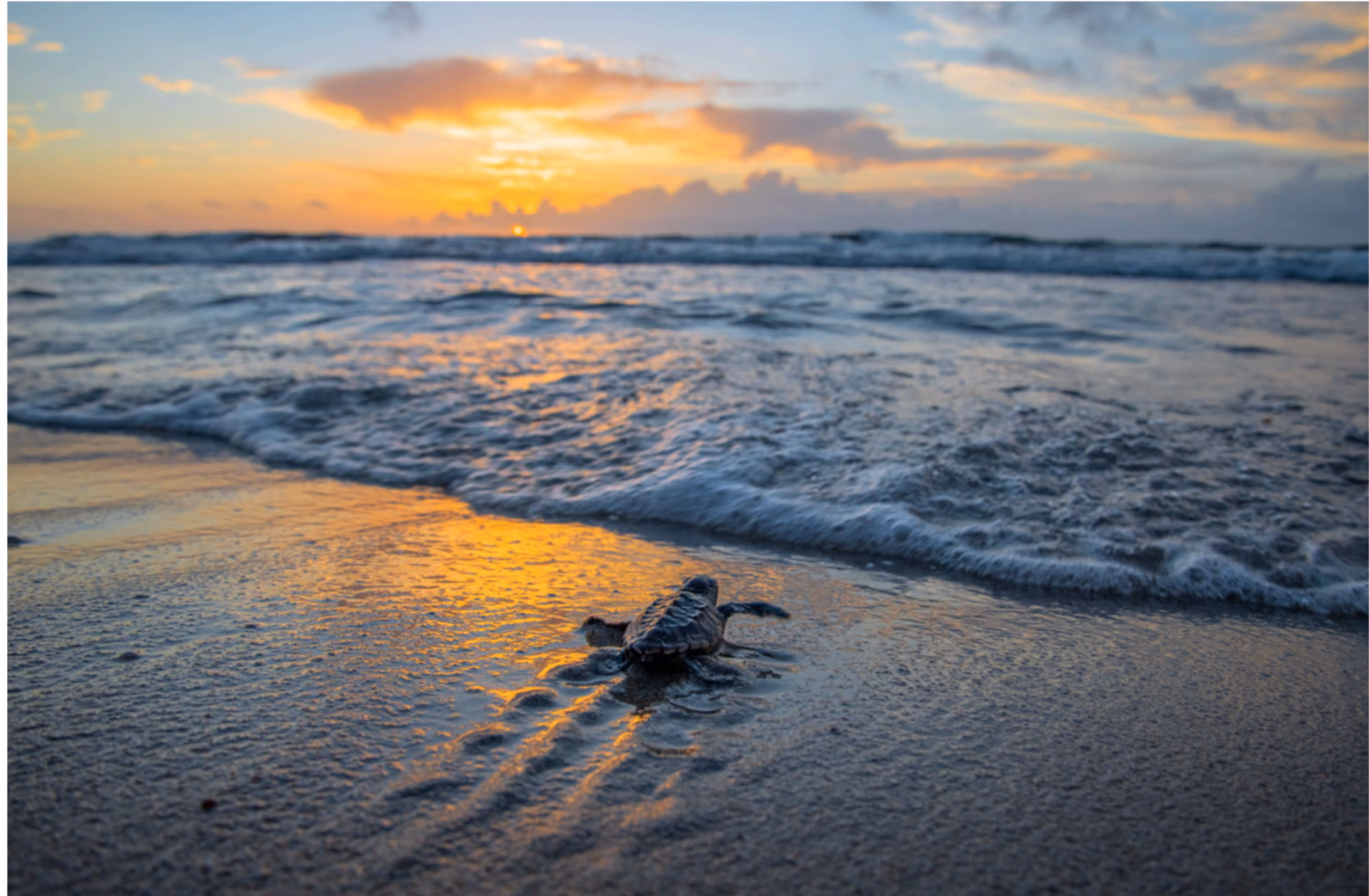 A baby sea turtle crawling on wet sand toward the ocean at sunset with waves and a colorful sky in the background.