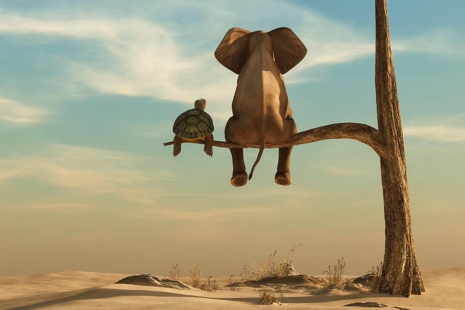 Elephant and turtle
