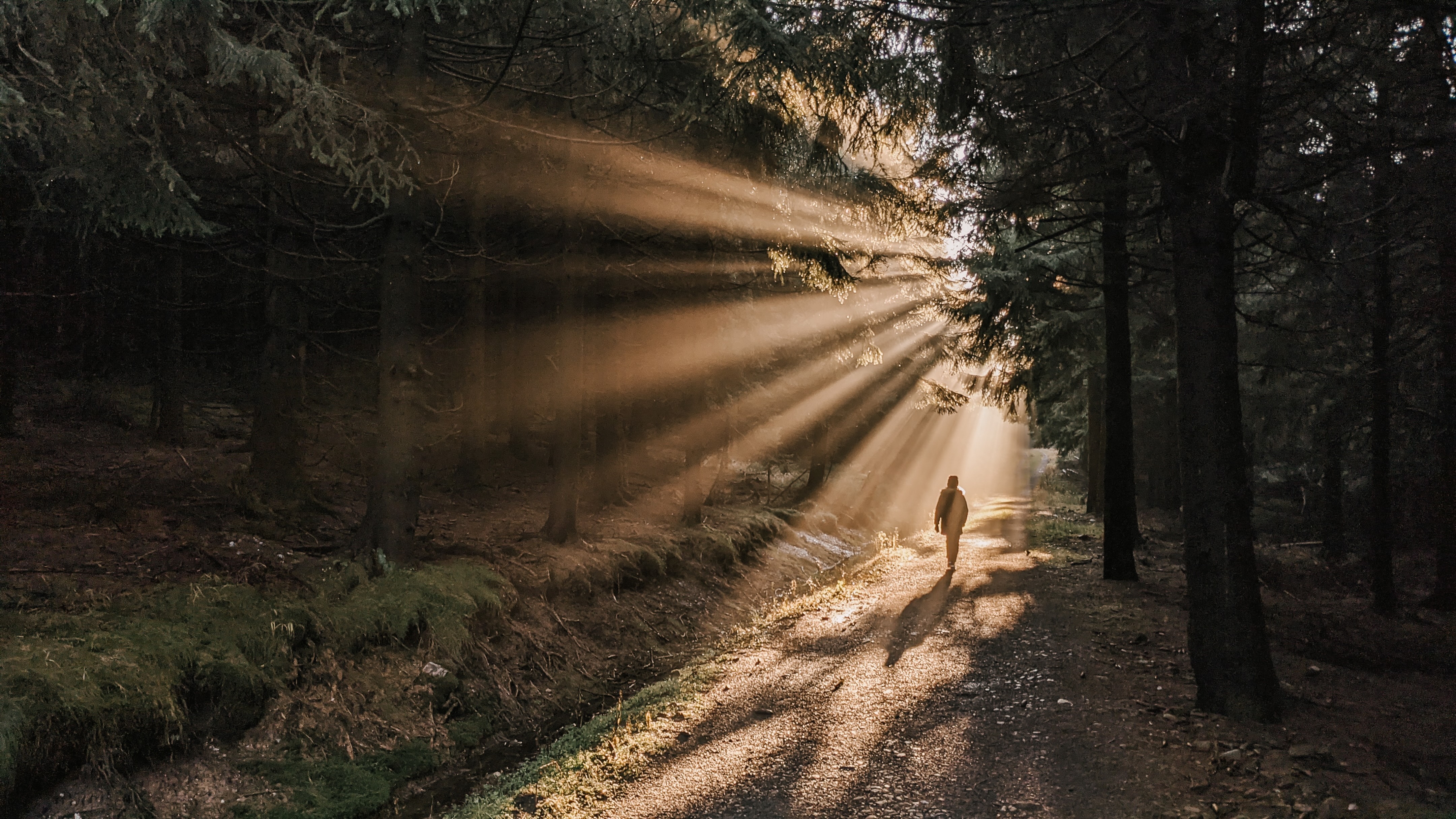 Man walking in forest sunshine diue to free meta ads training and ai tools