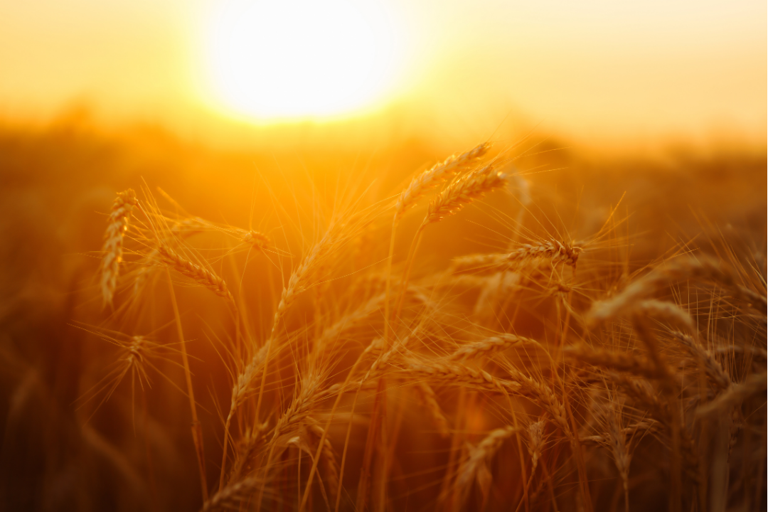 Wheat at sunset growing like the Facebook and Instagram algorithm update