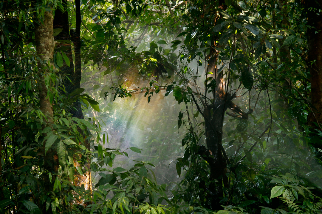 Rainbow light through trees like ai meta algorithm update to do better ads for cheaper