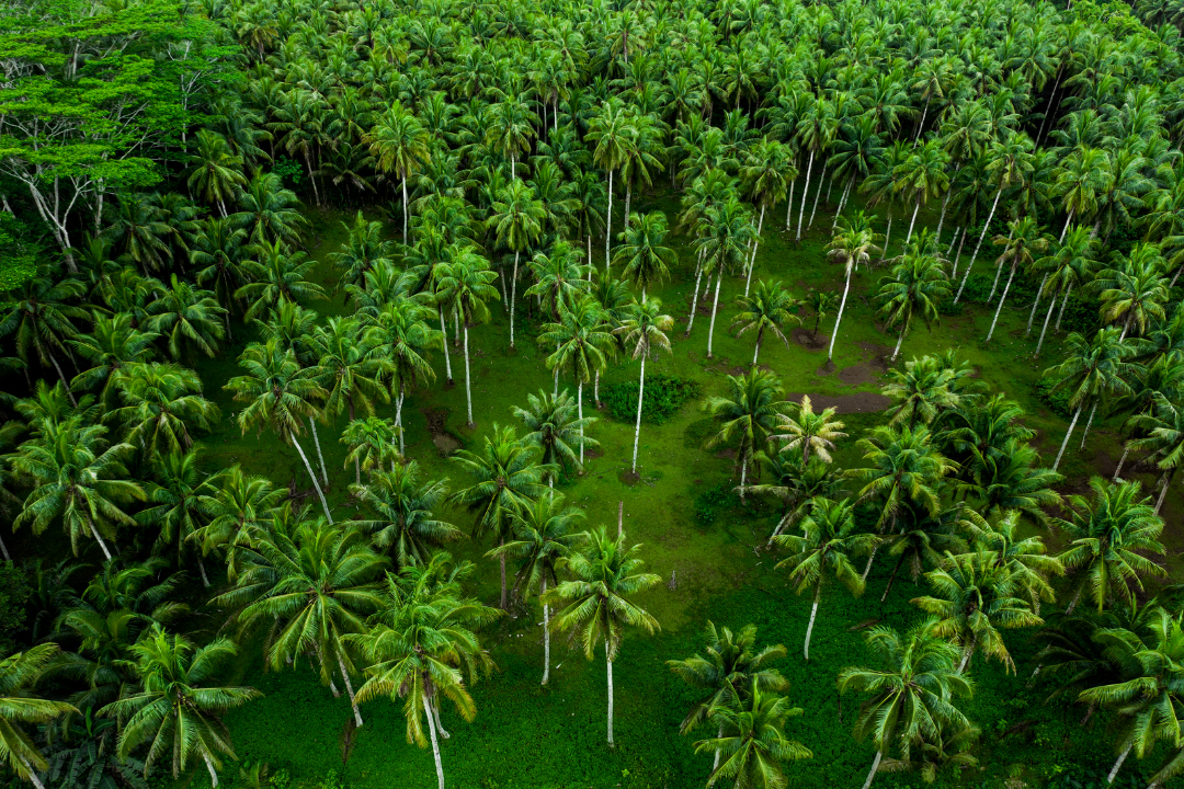 Grove of wax palms growing like automatic marketing tools for small businesses