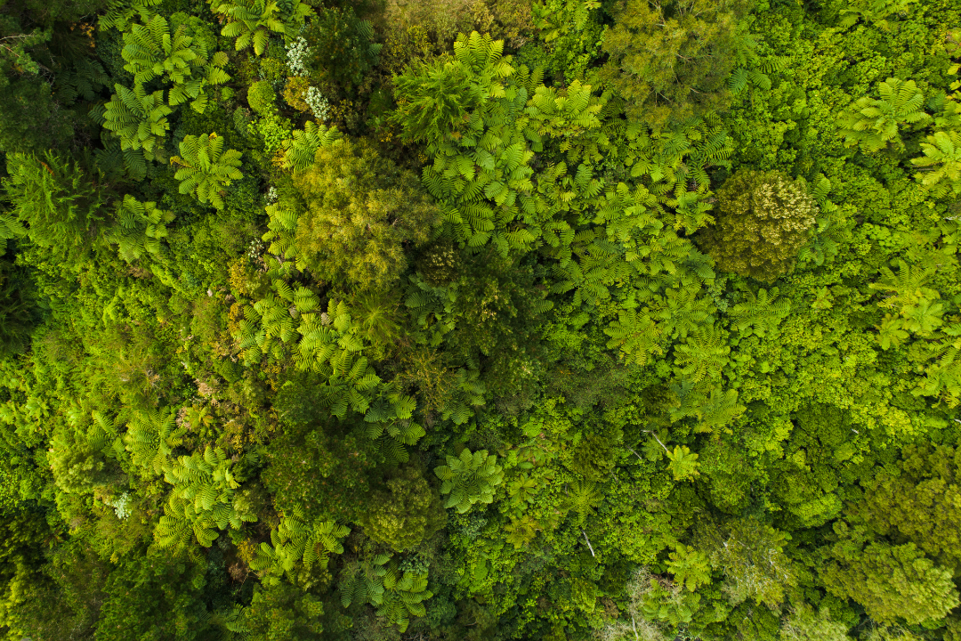 Data driven ai marketing to grow your impact like a forest